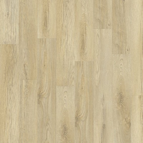 Stellata Oak 89220.jpg